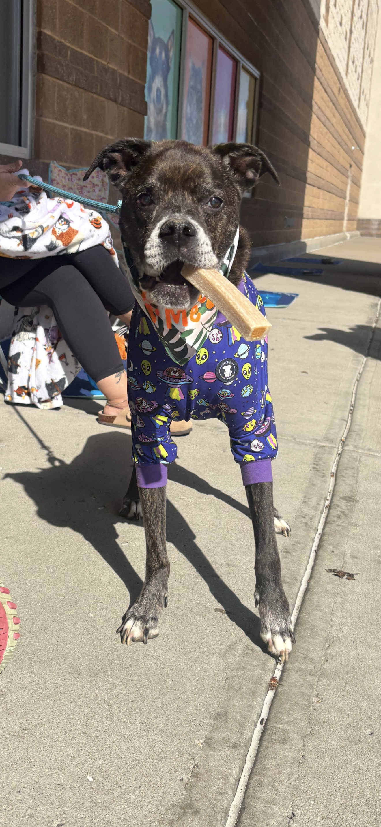 View Fire Marshall Bill the Dog Photo #4