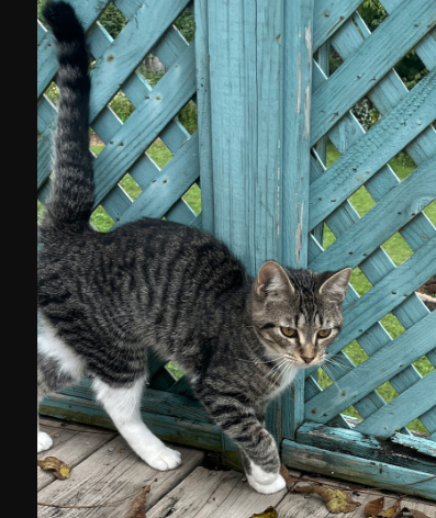 Help Rehome This Cat Unknown - Cat