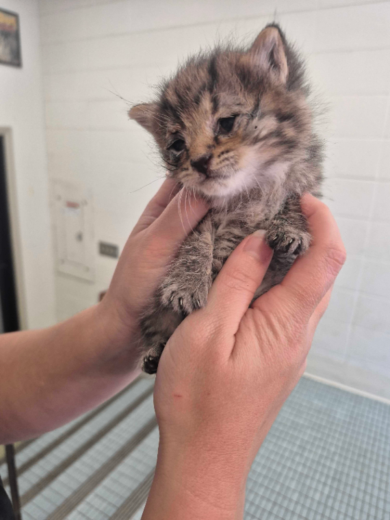 Sinclair - Cat