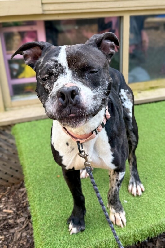 Learn More About Maisy Maisy - Dog