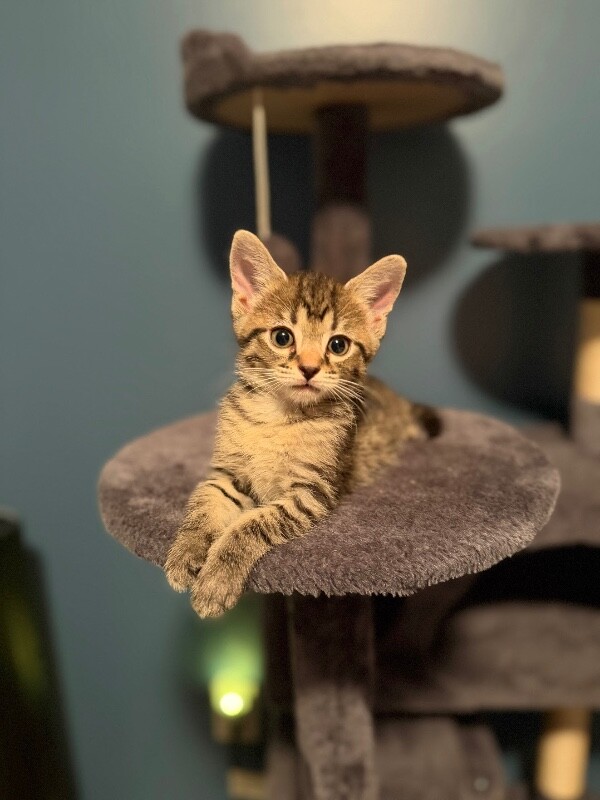 Land - Cat