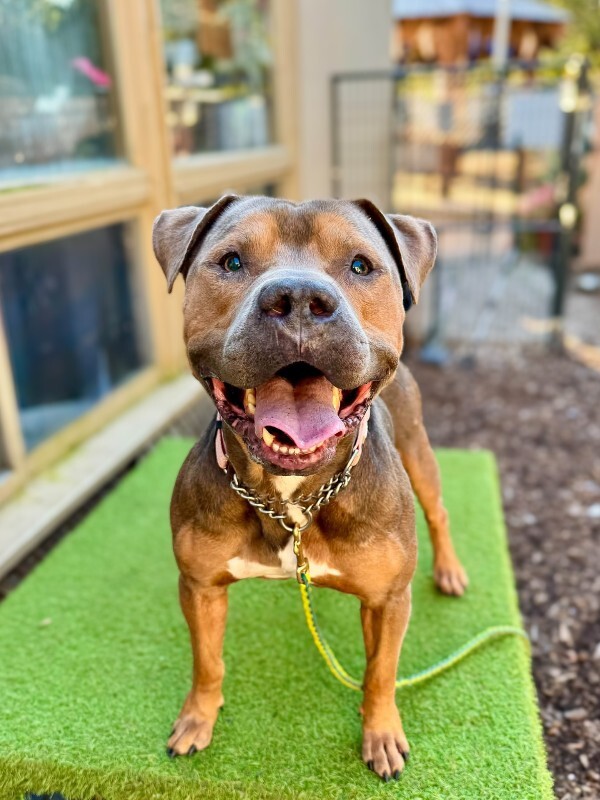 Learn More About Bronze Bronze - Dog