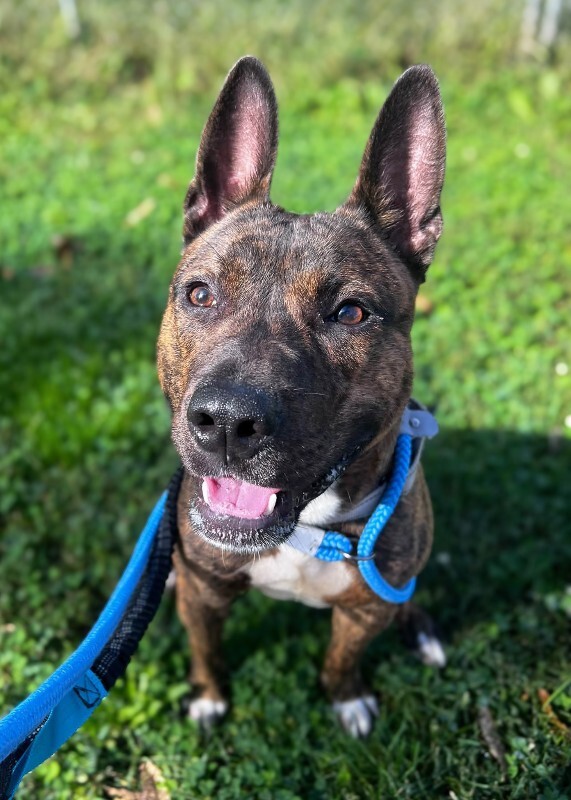 Learn More About Jolt Jolt - Dog