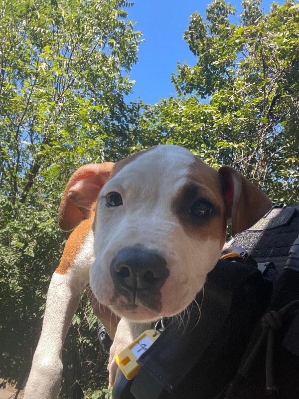 Learn More About Dora Dora - Dog