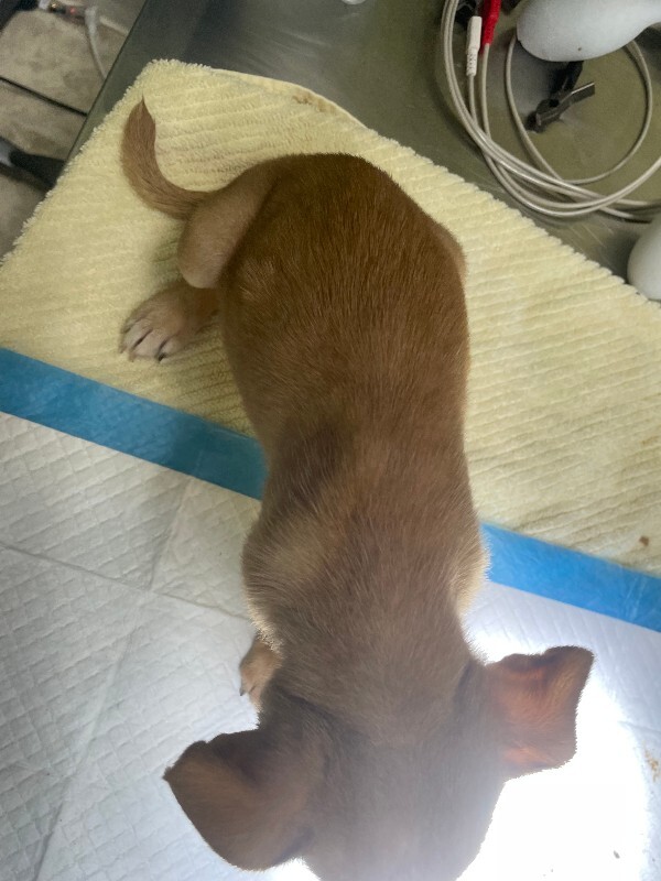 View Thursday the Dog Photo #6