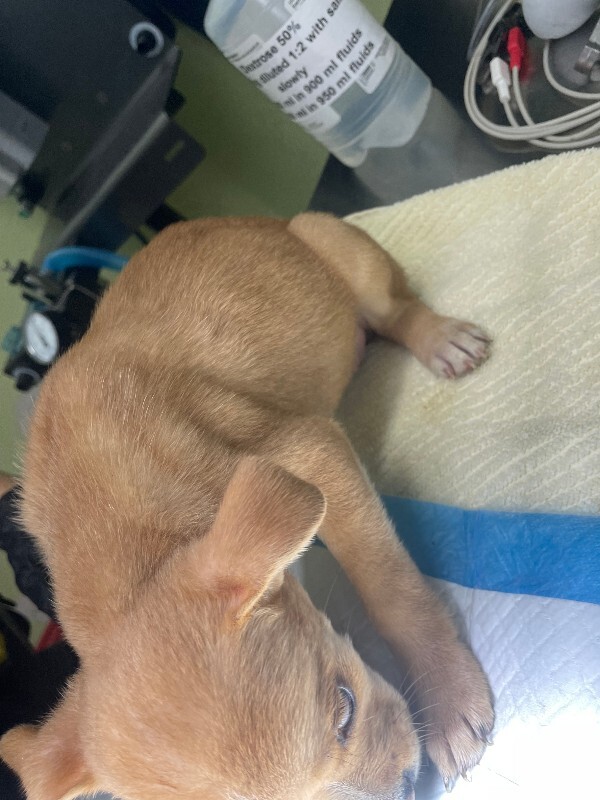 View Thursday the Dog Photo #8