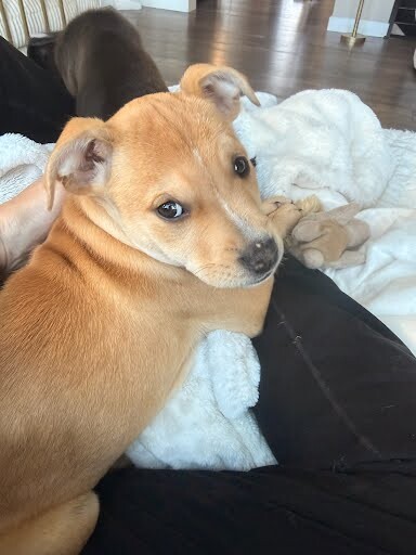 Thursday - Dog