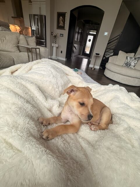 View Thursday the Dog Photo #9