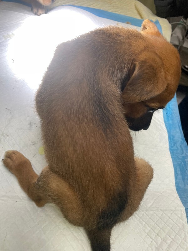 View Friday the Dog Photo #2