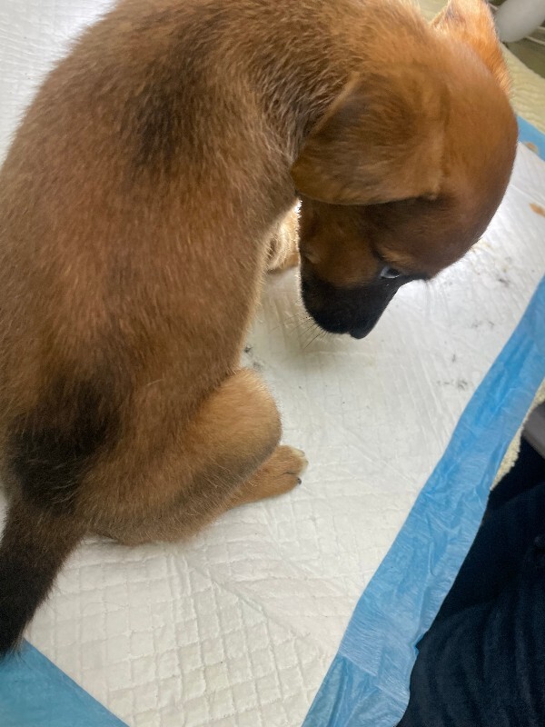 View Friday the Dog Photo #4