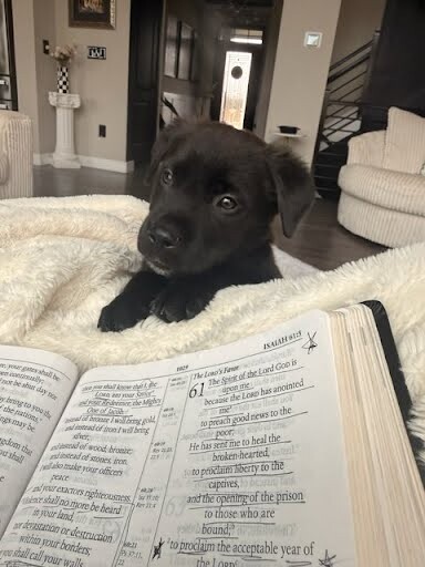 Sunday - Dog