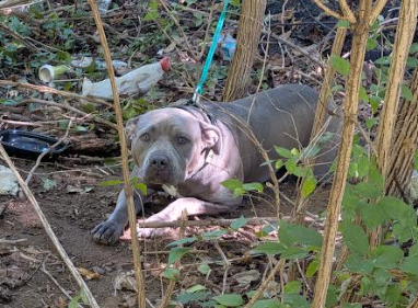 Help Rehome This Dog Unknown - Dog