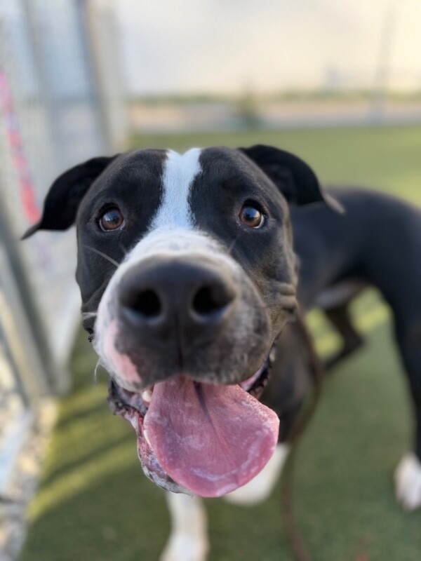 Big Mambo - Dog