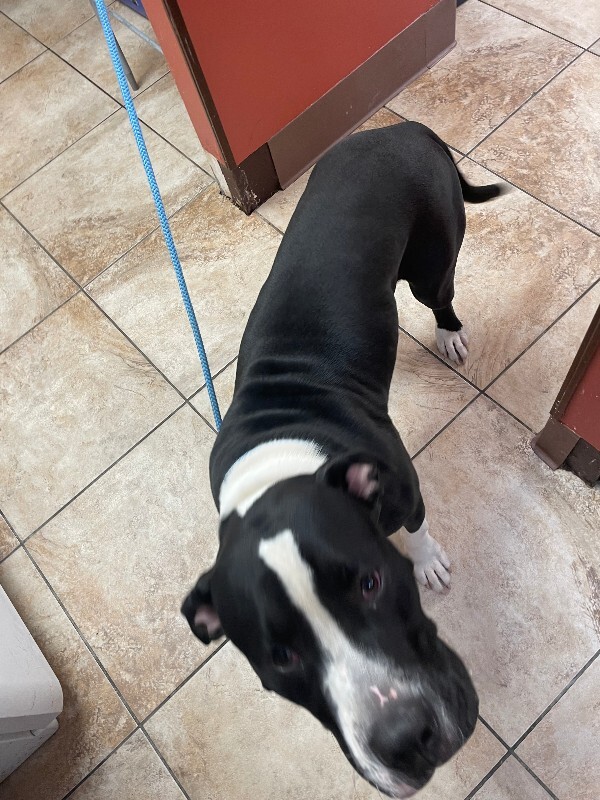 Learn More About Big Mambo Big Mambo - Dog