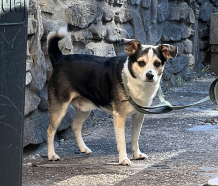 Help Rehome This Dog Unknown - Dog