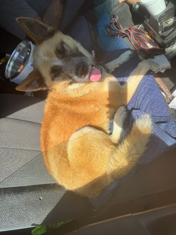 Help Rehome This Dog Gotti(actual) - Dog