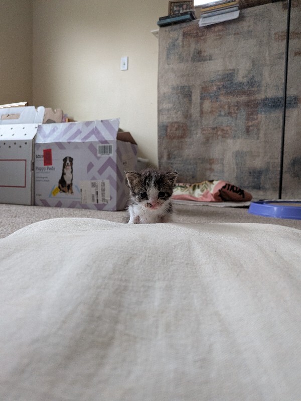 View Shrimp the Cat Photo #3