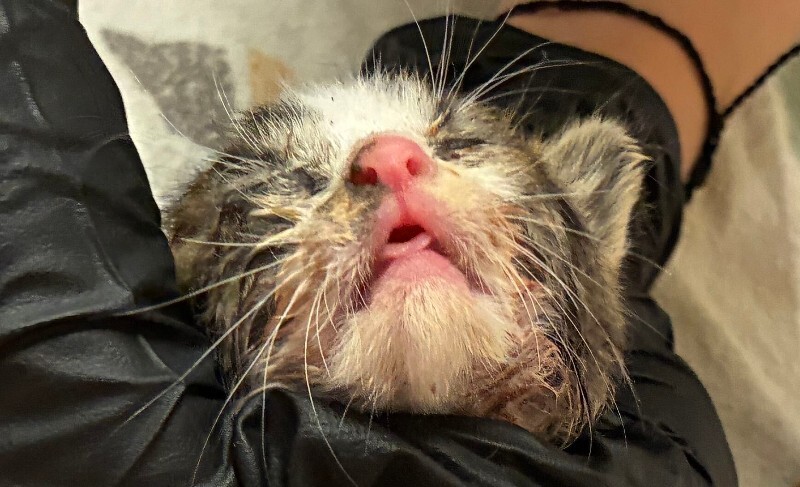 View Shrimp the Cat Photo #2