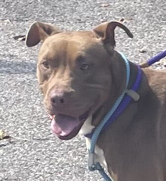 View Banshee the Dog Photo #4