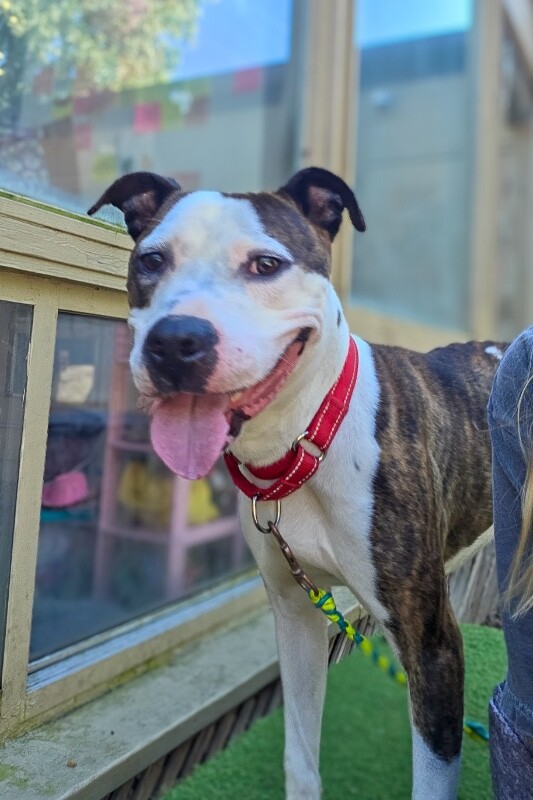 Learn More About Star Struck Star Struck - Dog