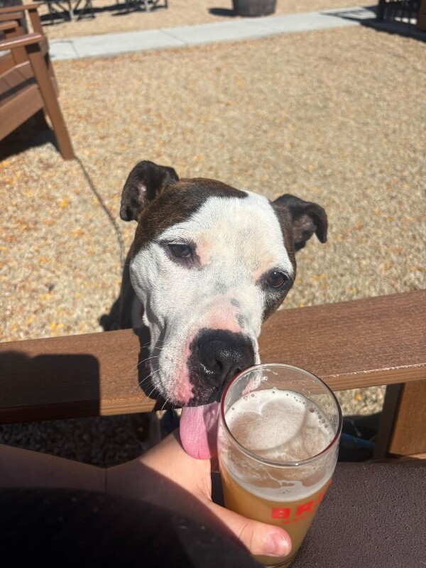 View Star Struck the Dog Photo #2