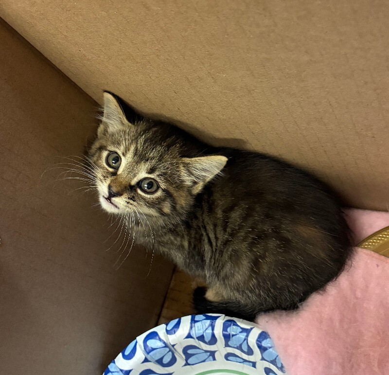 Frick - Cat