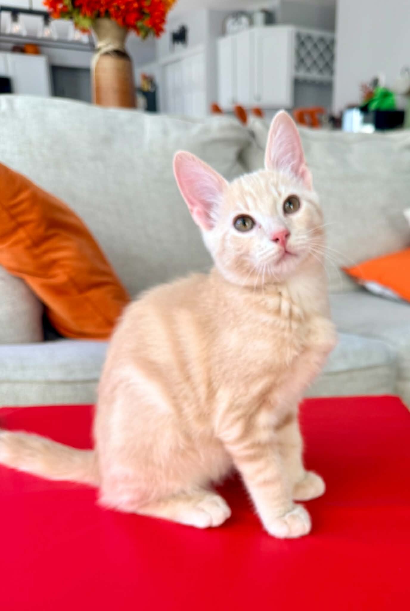 A Dooley 1 - Cat