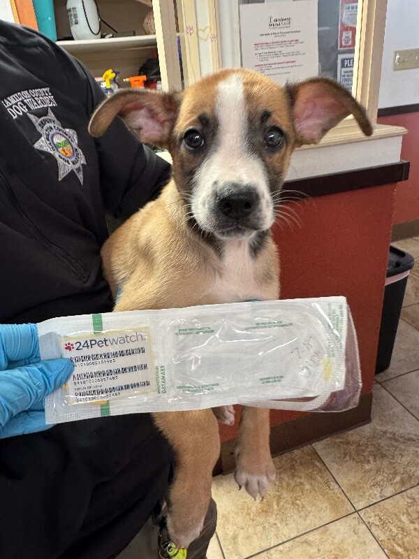 Learn More About Stevie Stevie - Dog