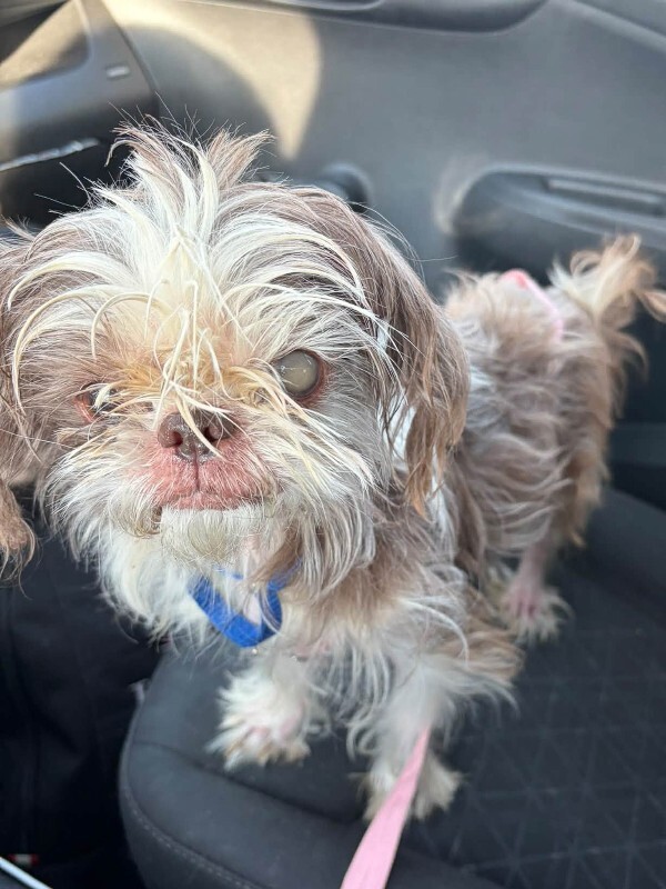 Learn More About Scrappalina Scrappalina - Dog