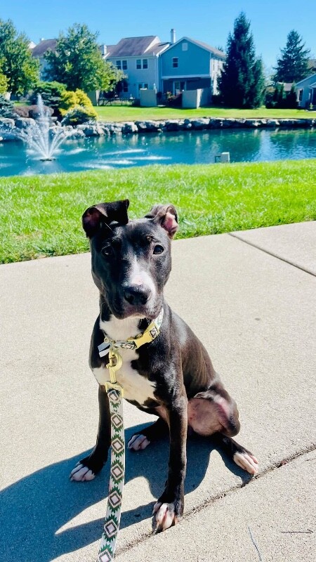Alustriel - Dog