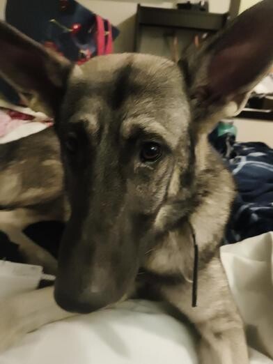 Koa - Dog