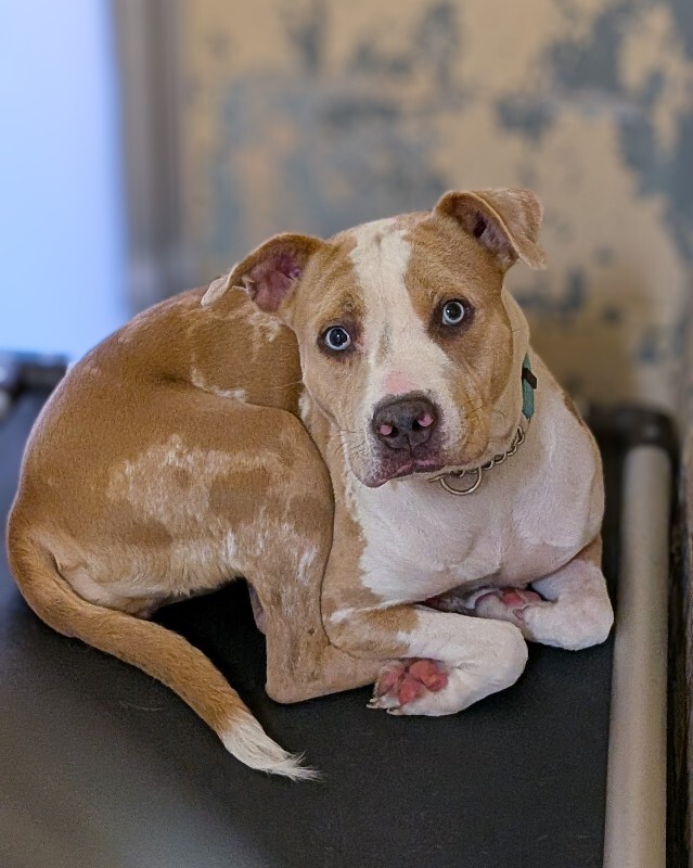 Aurora - Dog