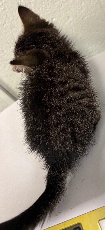 View Pixel the Cat Photo #2