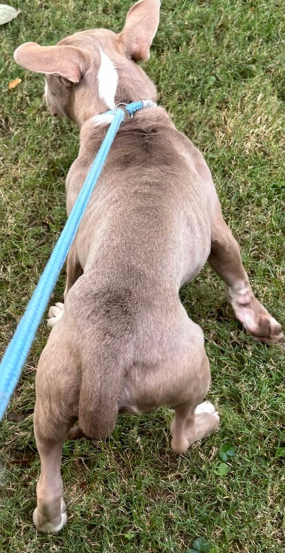View Renji the Dog Photo #4