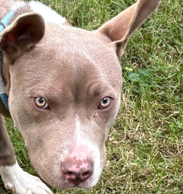 Learn More About Renji Renji - Dog