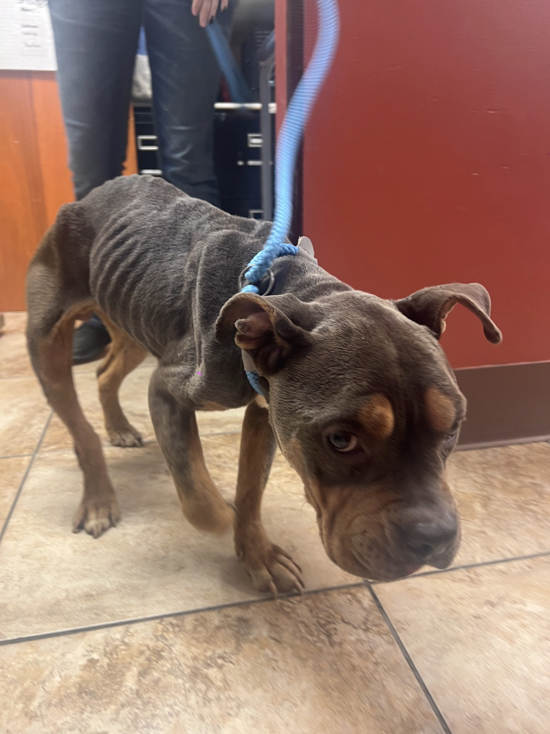 Learn More About Izzy Izzy - Dog