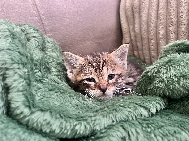 View Baby Driver the Cat Photo #2