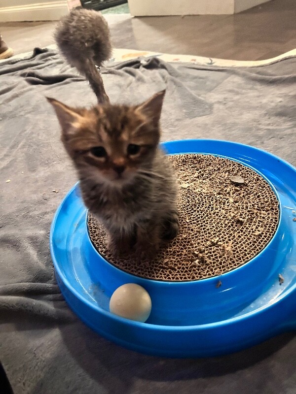 View Baby Driver the Cat Photo #3