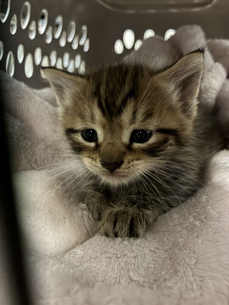 Baby Driver - Cat