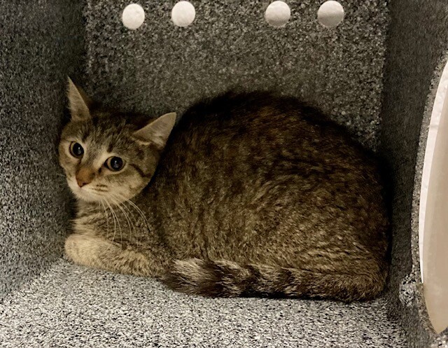 Cheryl - Cat