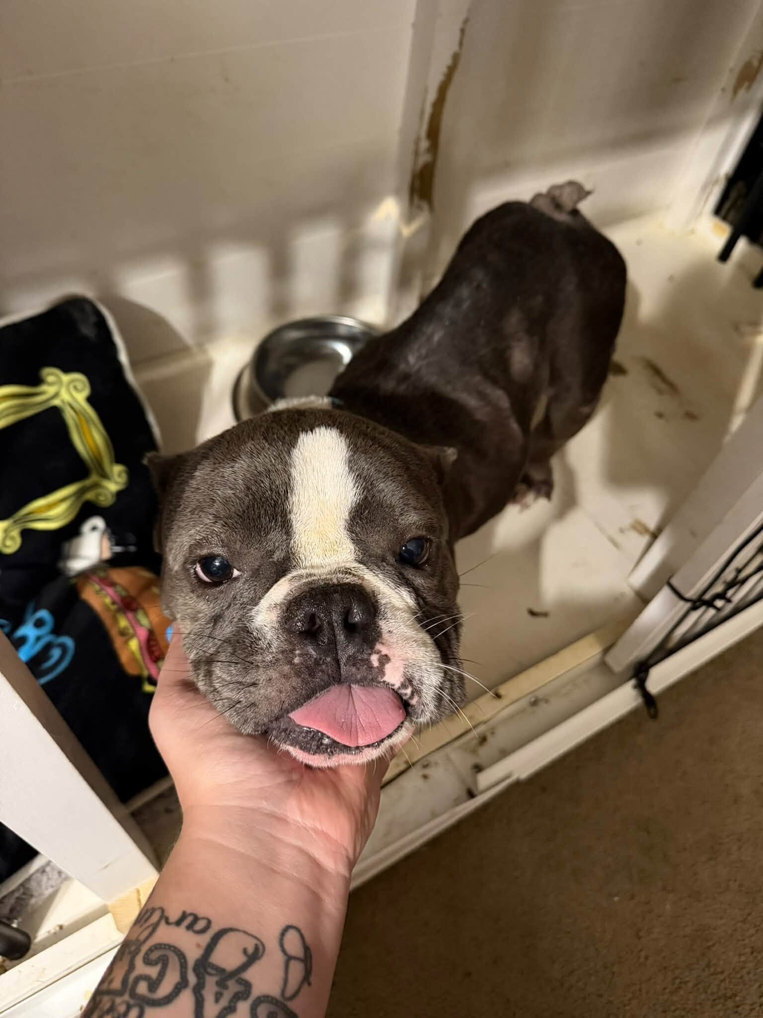 Learn More About Geraldine Geraldine - Dog
