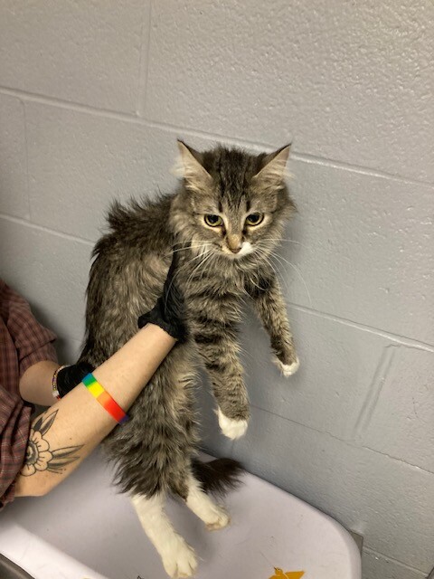 Cordelia - Cat