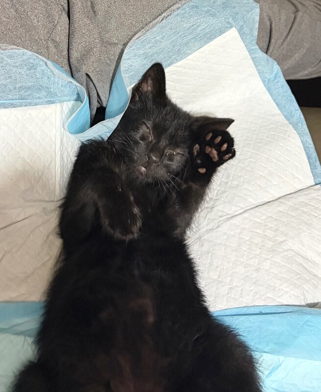Carl - Cat