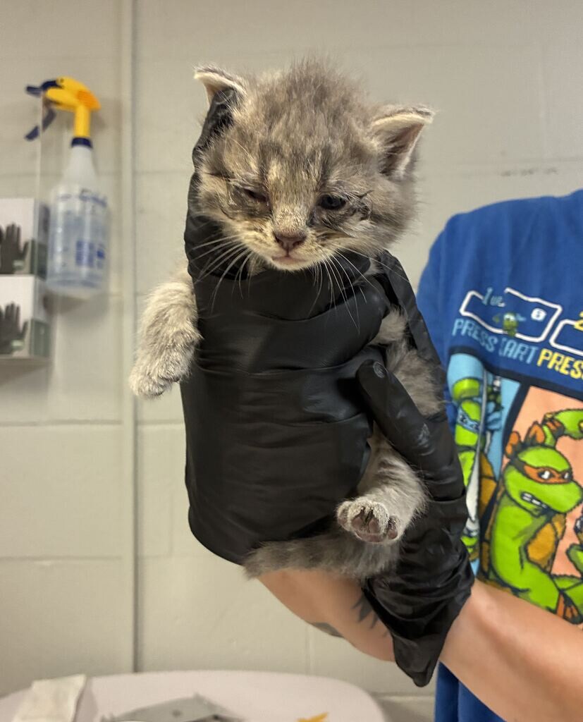 Bentley - Cat