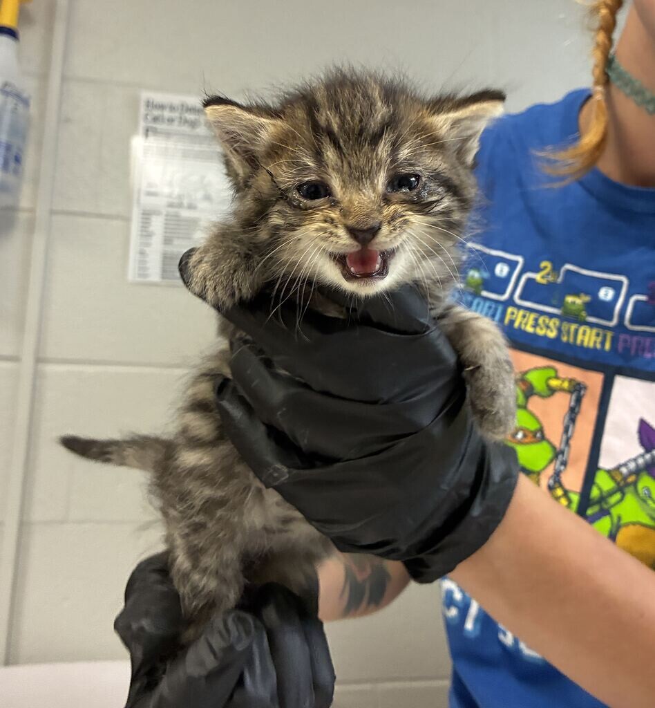 Boone - Cat