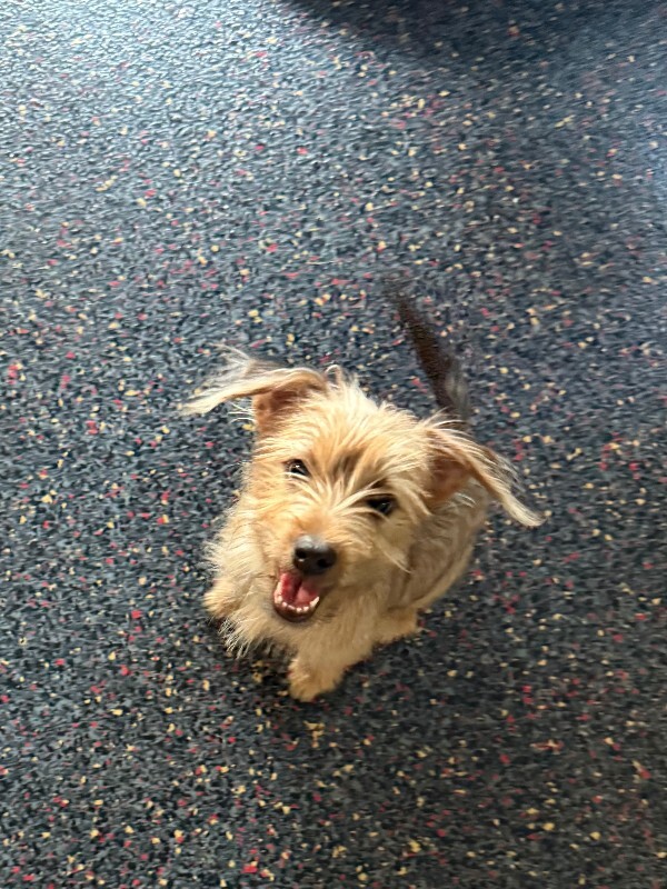 Help Rehome This Dog Unknown - Dog