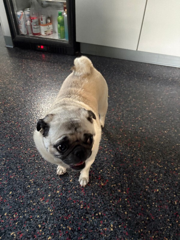 Help Rehome This Dog Unknown - Dog