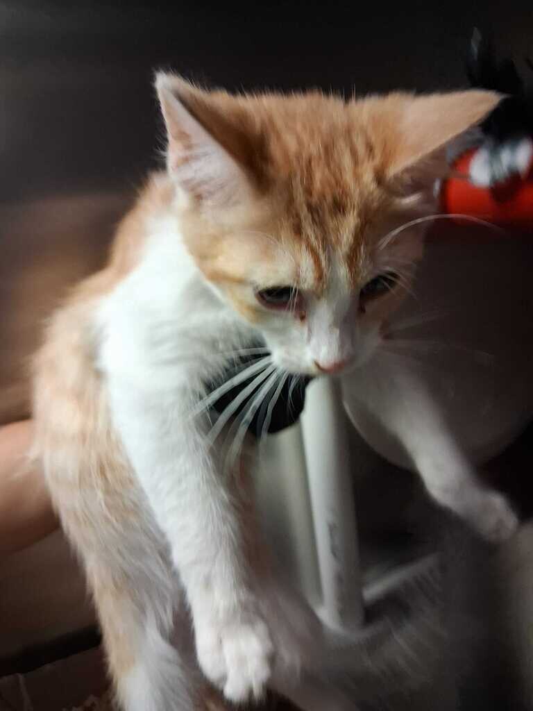 Rick - Cat
