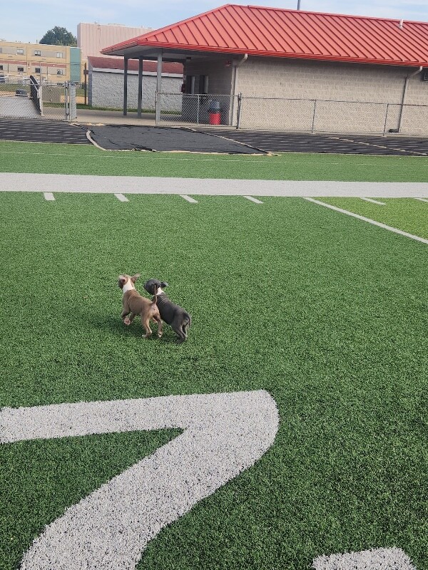 View Bread And Butter Pickle the Dog Photo #2