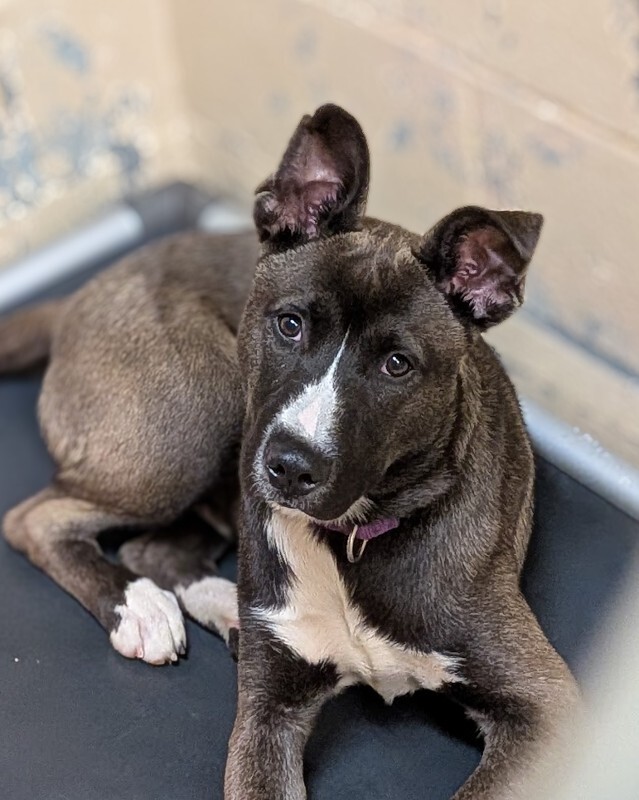 Learn More About Jonesy Jonesy - Dog